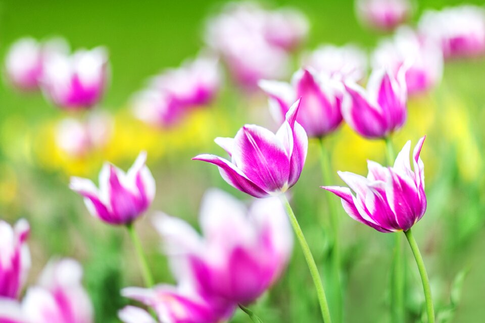 Floral spring bloom