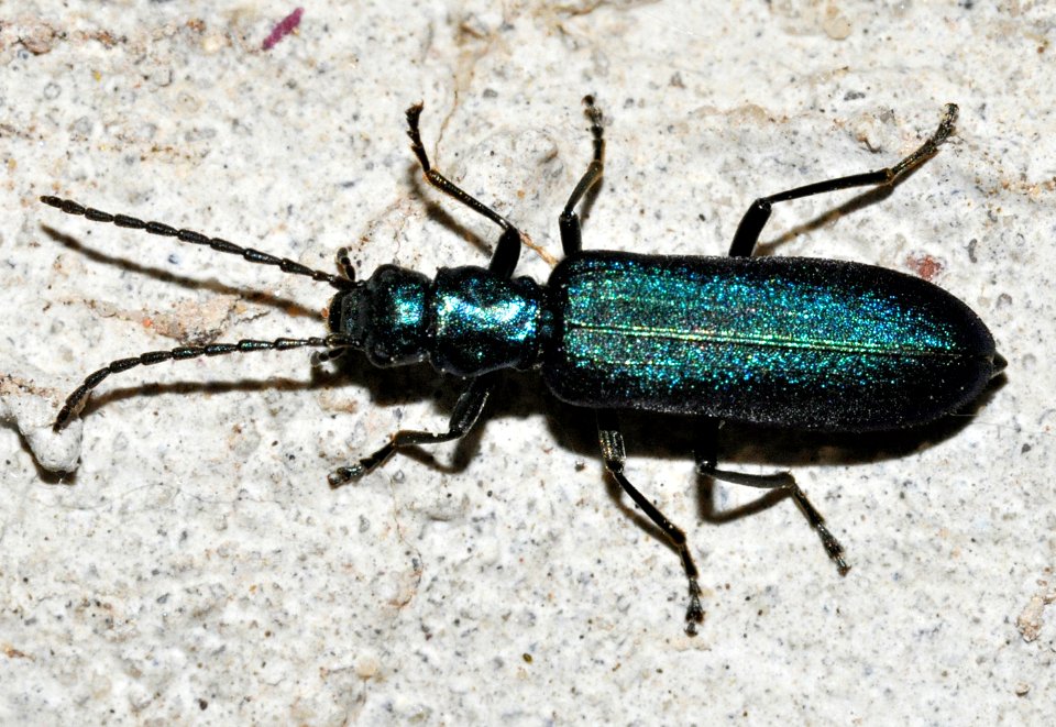Ischnomera-cyanea-03-fws