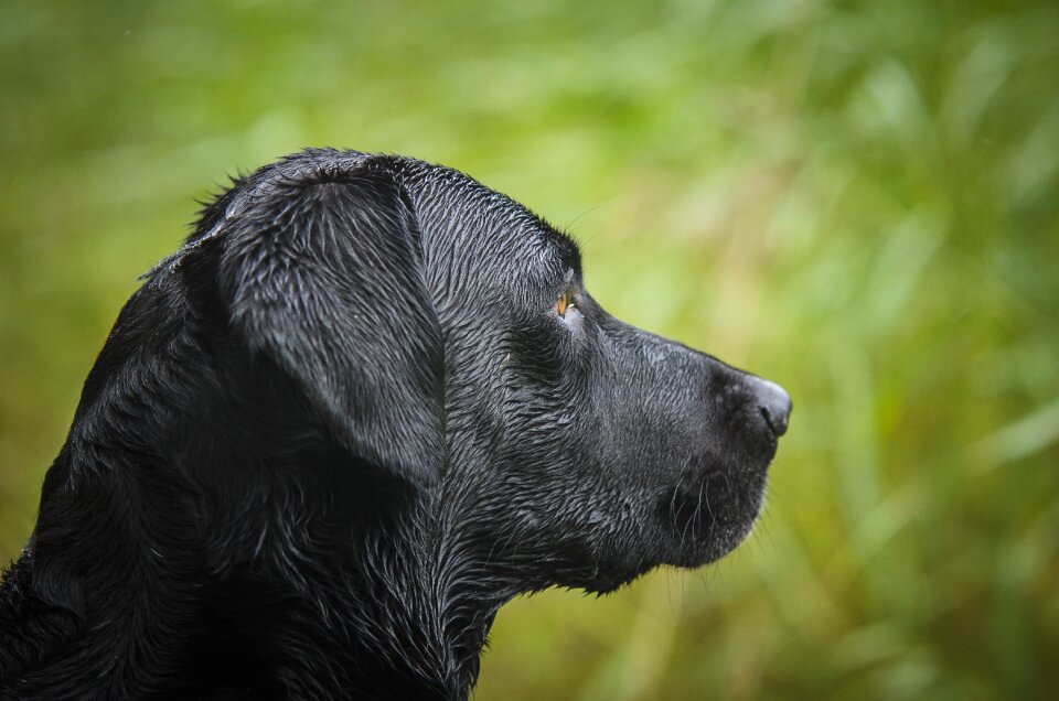 Kind bird hunting hunting labrador