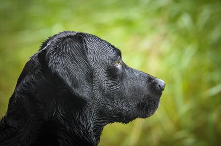 Kind bird hunting hunting labrador