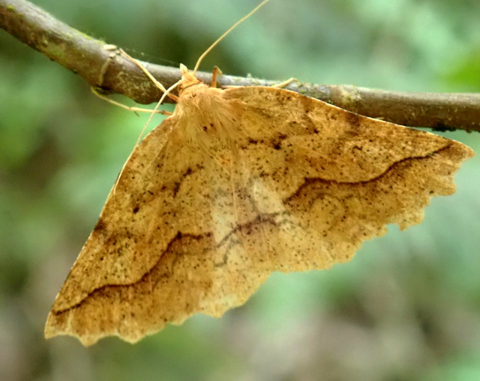 Ischalis variabilis 57378178