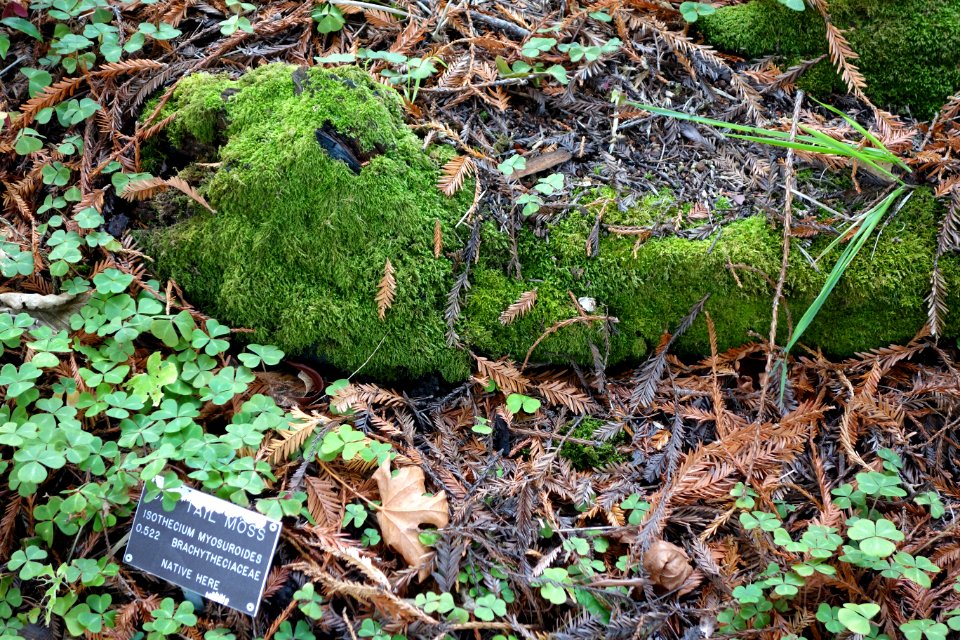 Isothecium myosuroides - Regional Parks Botanic Garden, Berkeley, CA - DSC04422