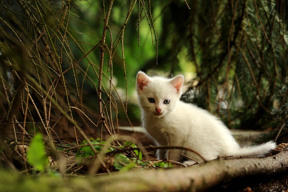 Wildcat animal nature