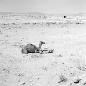 Israel 1948, een eenzame dromedaris in de onherbergzame Negevwoestijn, Bestanddeelnr 255-3385