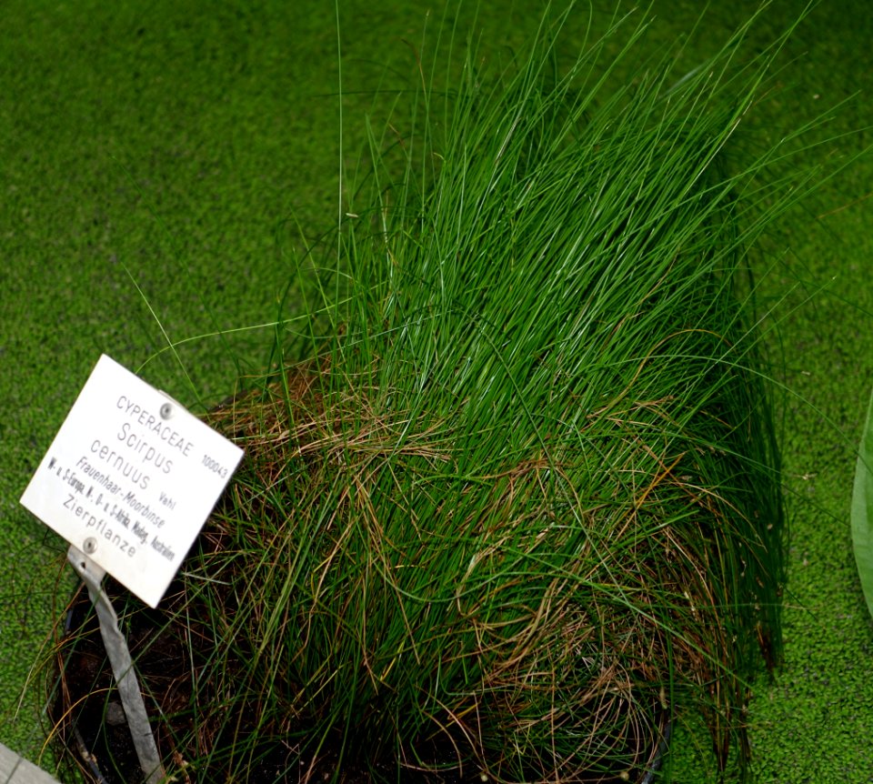 Isolepis cernua (Scirpus cernuus) - Botanischer Garten - Heidelberg, Germany - DSC01260