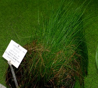 Isolepis cernua (Scirpus cernuus) - Botanischer Garten - Heidelberg, Germany - DSC01260
