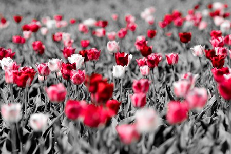 Tulips flower holland