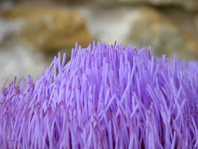 Vegetable violet plant photo