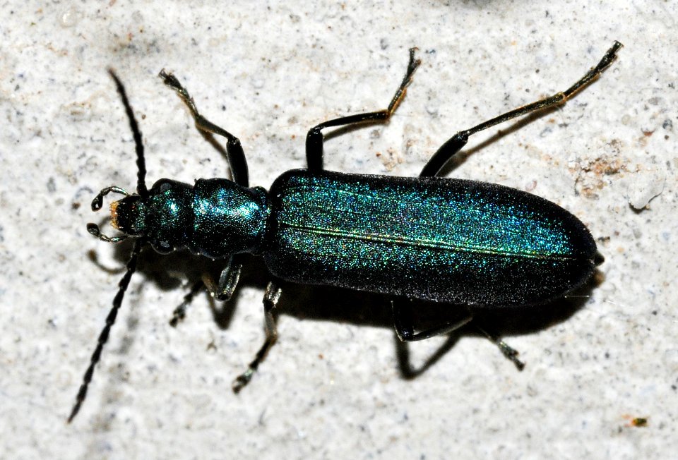 Ischnomera-cyanea-02-fws