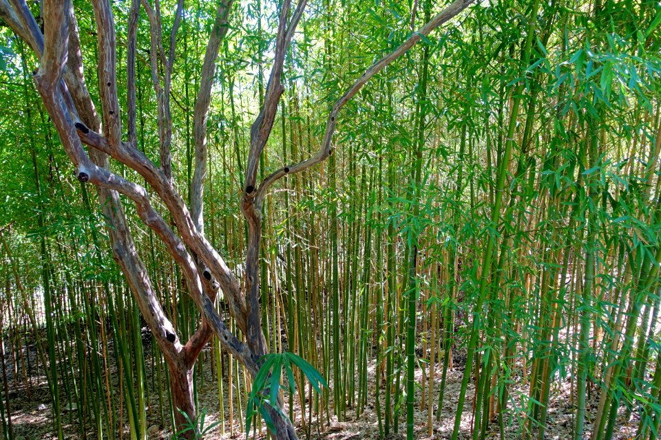 Isamu Taniguchi Japanese Garden - Zilker Botanical Garden - Austin, Texas - DSC09077
