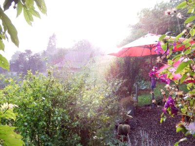 It S Raining Cats And Dogs (164710801)