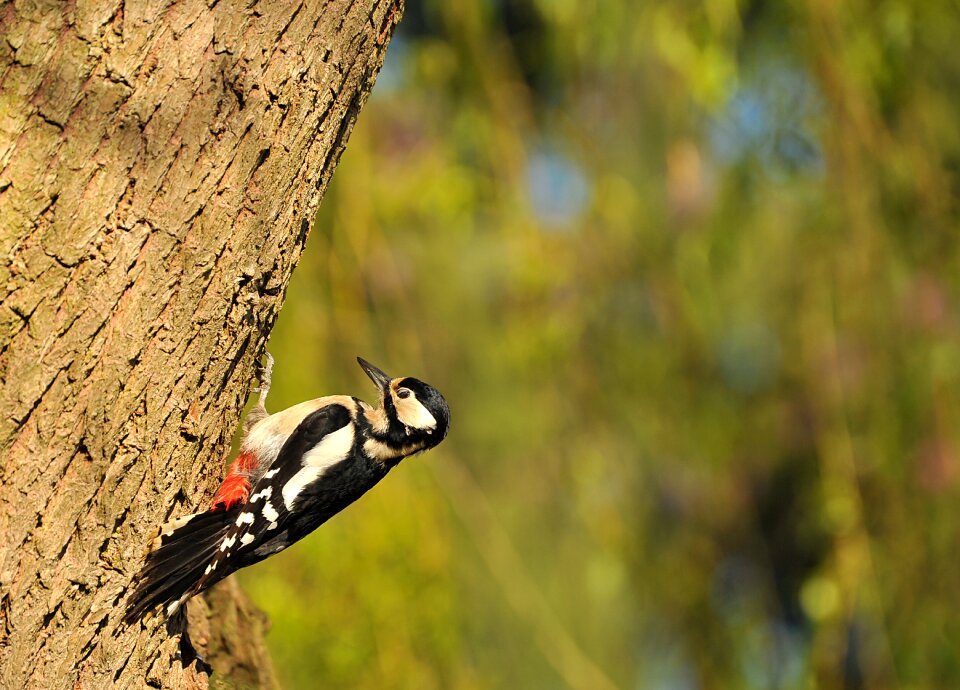 Animal garden nature