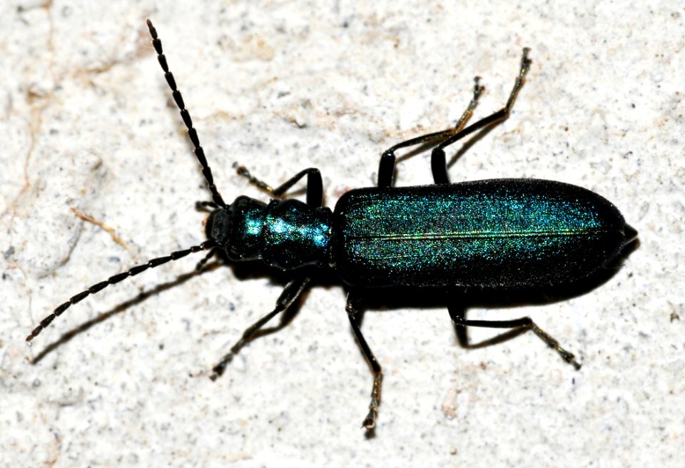 Ischnomera-cyanea-01-fws