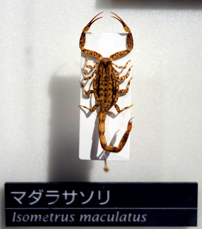 Isometrus maculatus - National Museum of Nature and Science, Tokyo - DSC06799