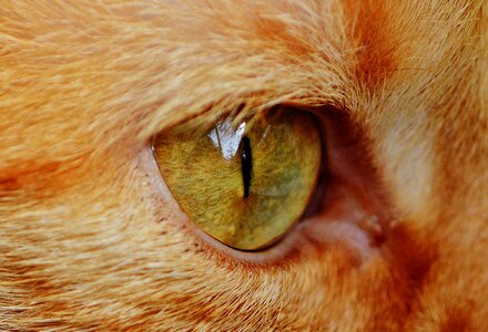 Animal cat's eyes fur