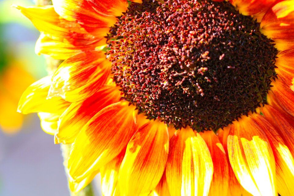 Blossom bloom summer