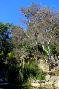 Isamu Taniguchi Japanese Garden - Zilker Botanical Garden - Austin, Texas - DSC09097