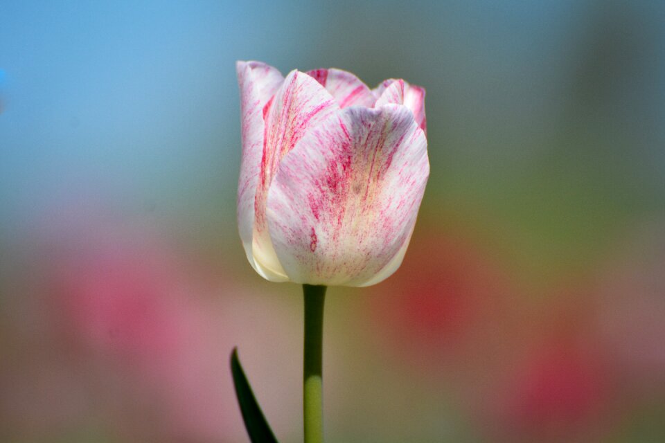 Tulips flower holland