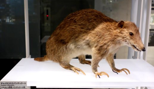 Isoodon obesulus - National Museum of Nature and Science, Tokyo - DSC07529