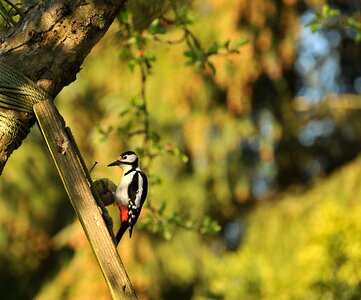 Animal garden nature