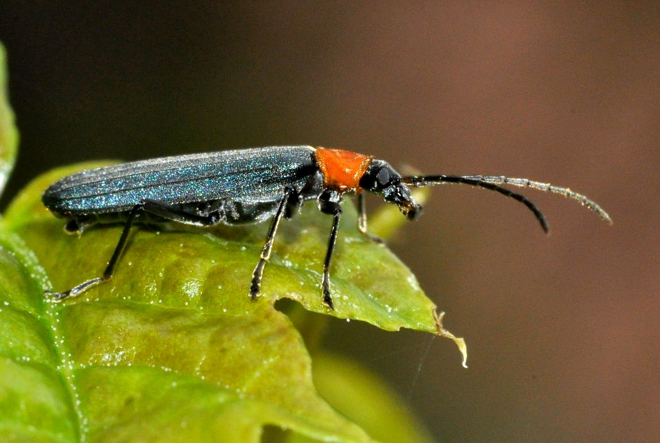 Ischnomera-sanguinicollis-03-fws