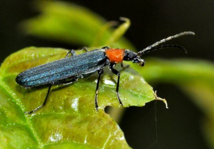 Ischnomera-sanguinicollis-02-fws