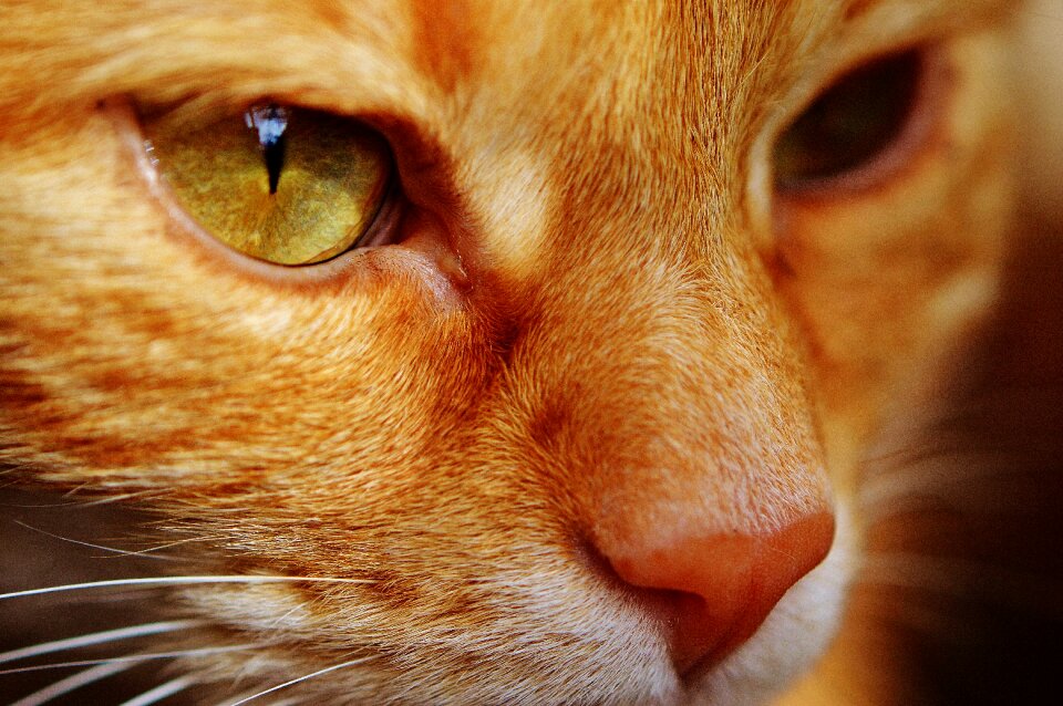 Domestic cat close up cat face photo