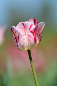 Tulips flower holland photo
