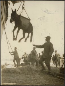 Italians landing mules at salonica, Bestanddeelnr 158-2487