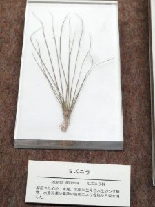Isoetes japonica - Osaka Museum of Natural History - DSC07718