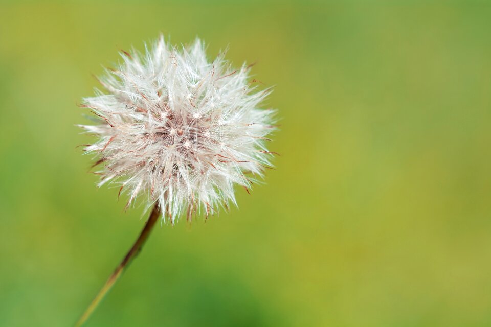 Summer plant nature