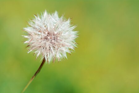 Summer plant nature