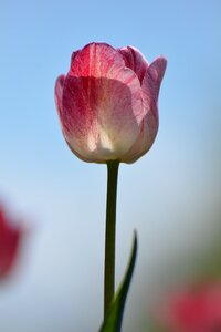 Tulips flower holland