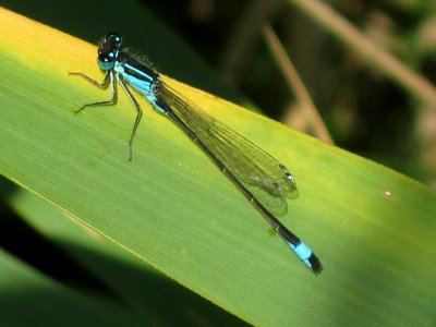 Ischnura elegans, (Blue-tailed Damselfly), Arnhem, the Netherlands photo