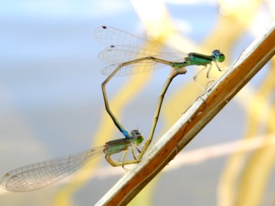Ischnura asiatica(Couple,Japan,2017.08.30)