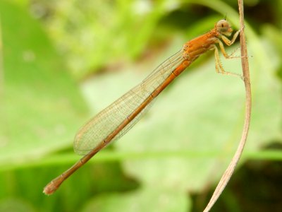 Ischnura sp. (Female, Japan, 17.09.23, b)