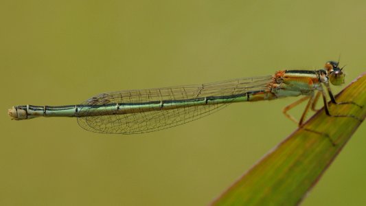 Ischnura senegalensis(Female,Japan,2018.06.03) photo