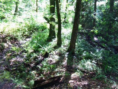Issel Mündung rechter Zufluss 5