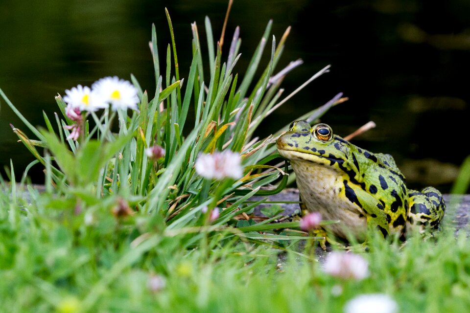 Flora köln frog frogs