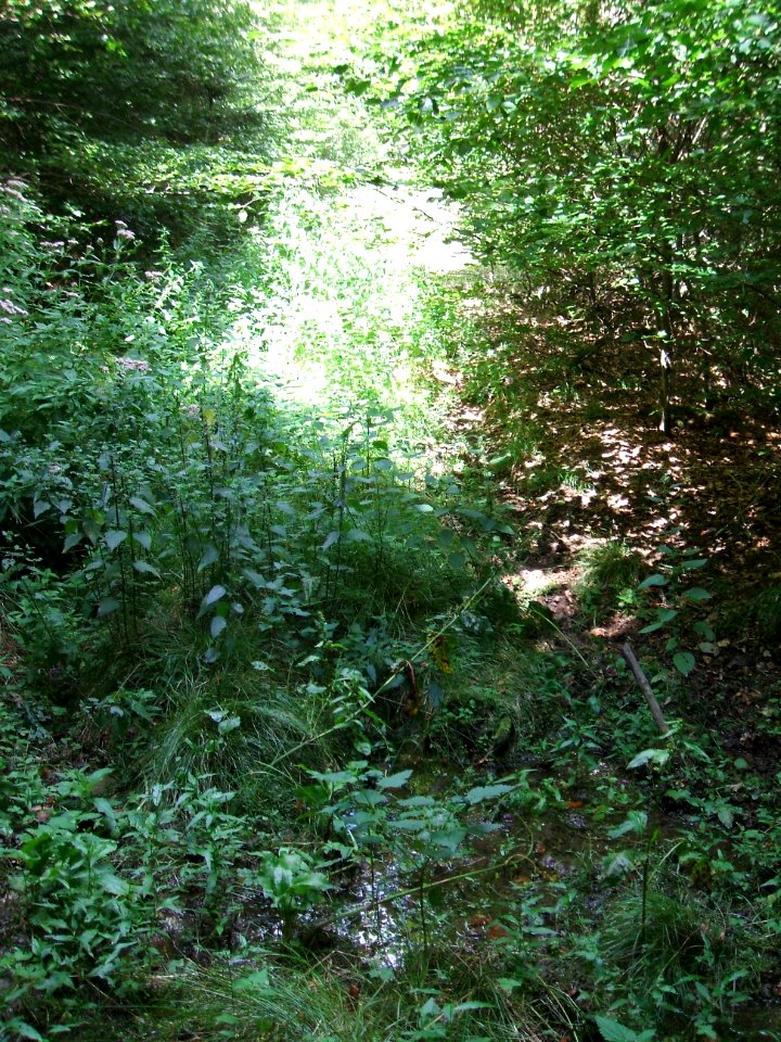 Issel rechter Zufluss Ex-Weg Quelle