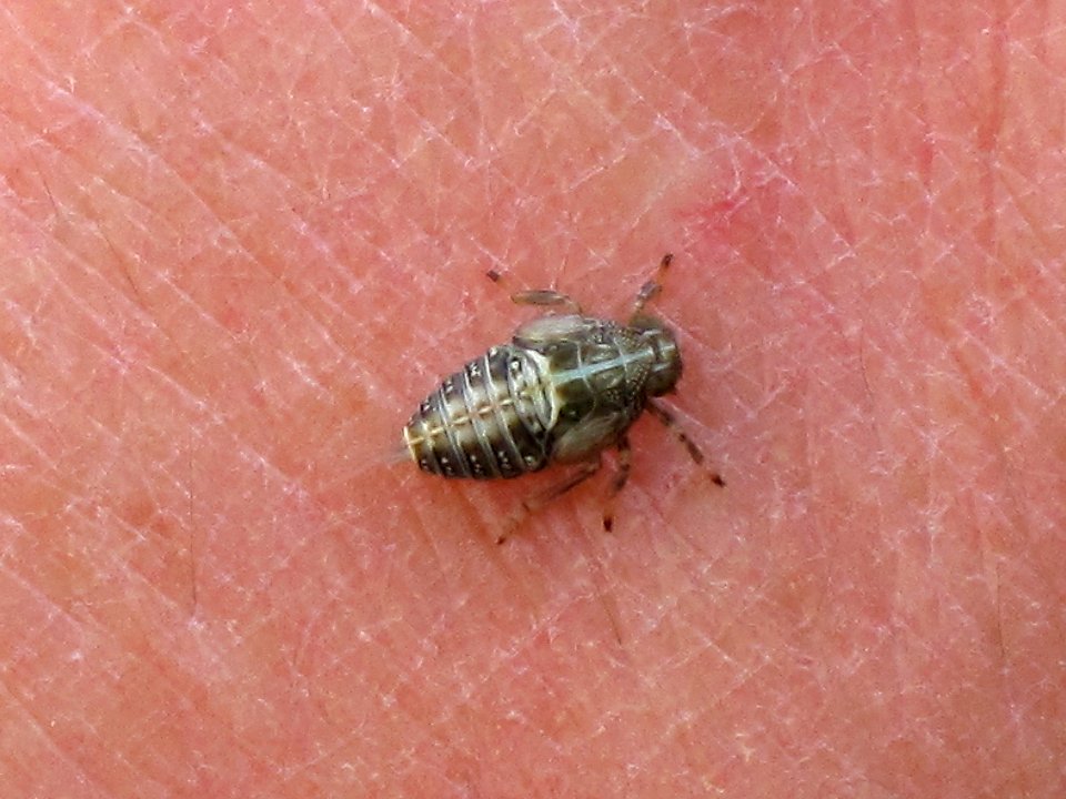 Issus coleoptratus (Planthopper sp.), nymph, Arnhem, the Netherlands
