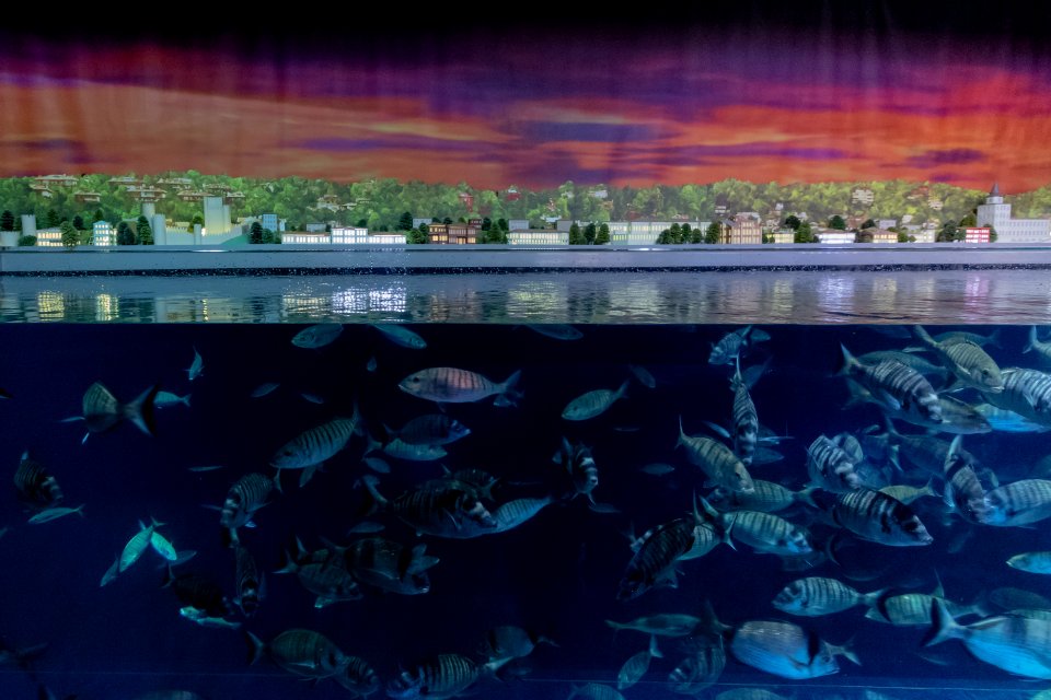 Istanbul Aquarium 01