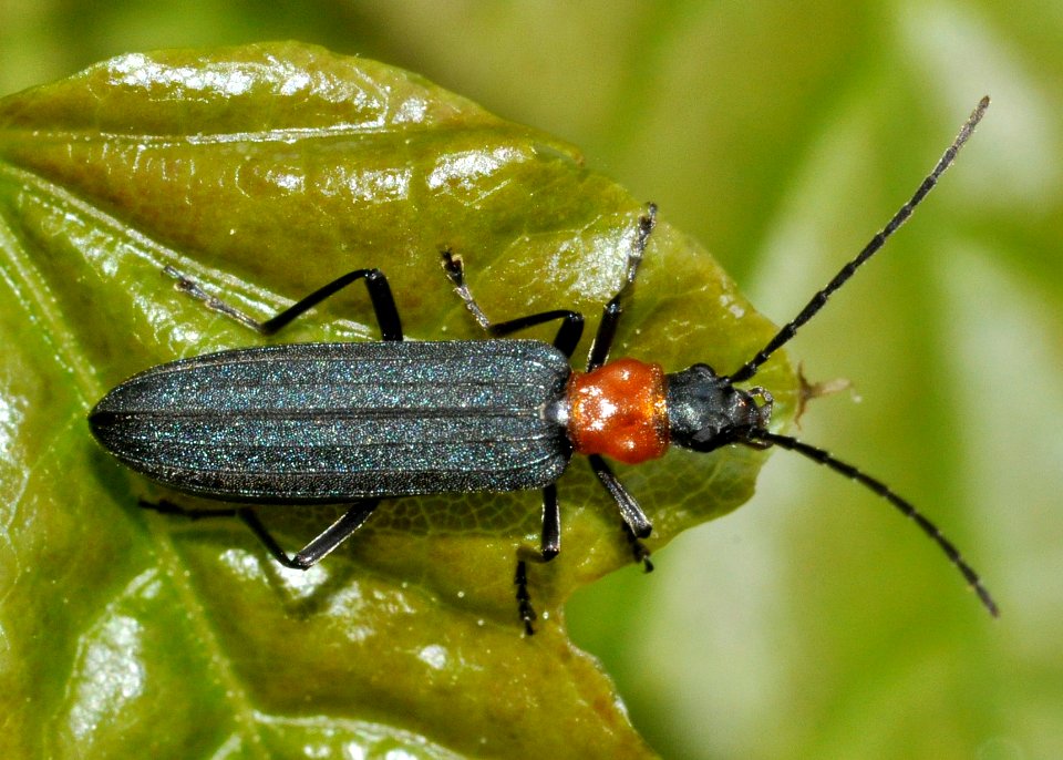 Ischnomera-sanguinicollis-01-fws