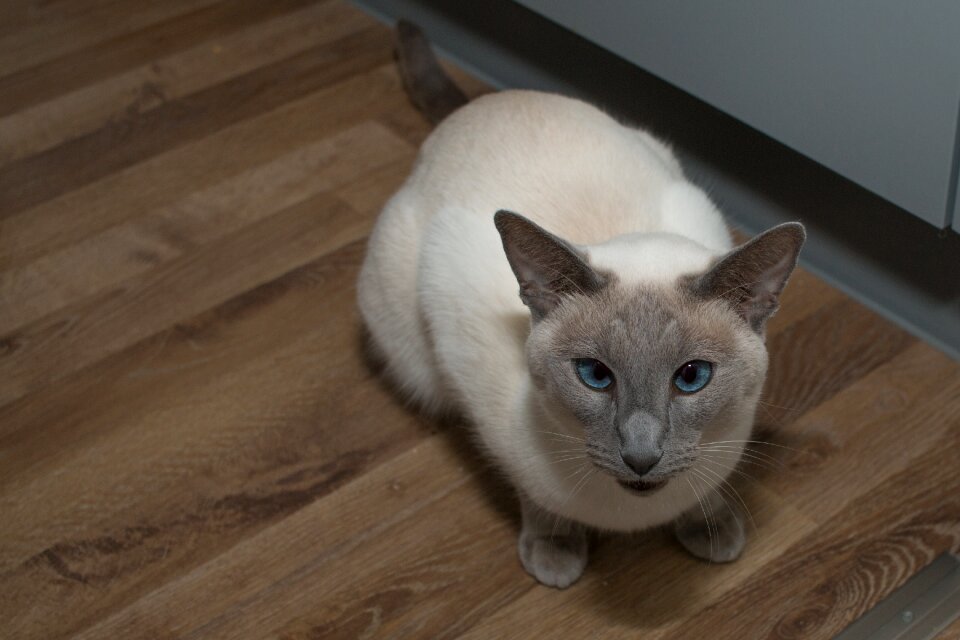 Pet stubentieger breed cat