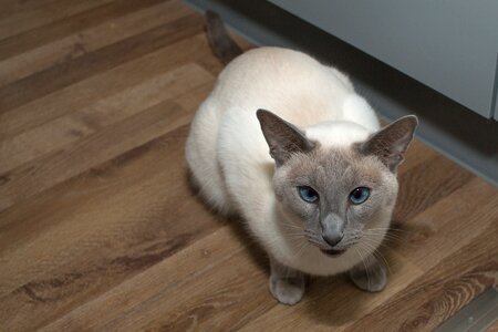 Pet stubentieger breed cat