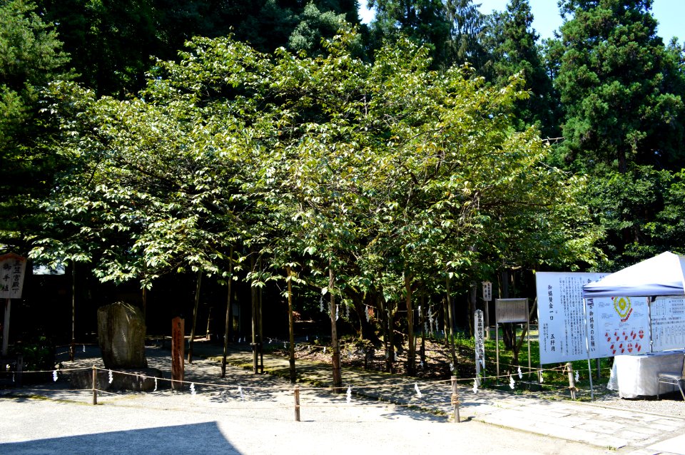 Isasumi-jinja Usuzumi-zakura