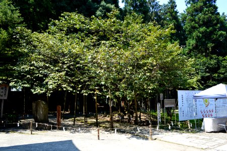 Isasumi-jinja Usuzumi-zakura