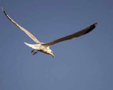 Flying flight soar photo