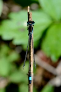 Ischnura elegans 1