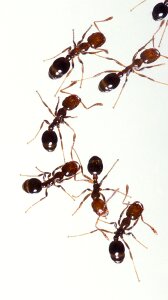 Pest macro sting photo